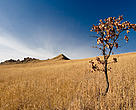 Grass desert as a result of forest fires
in the Primorskii Province in the Russian Far East area 