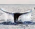 Critically endangered Gray whale <i>Eschrictius robustus</i>. 