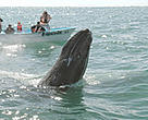 Gray whale (<i>Eschrichtius robustus</i>) surfacing, tourists watching from small b