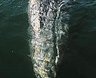 Gray whale (<I>Eschrichtius robustus</I>).