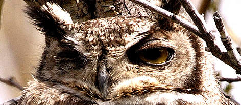 Great horned Owl (Bubo virginianus</i)>on a diurnal perch. Santa Cruz Province, Patagonia, ... / ©: WWF-Canon / Michel GUNTHER rel=