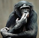  / &copy;: WWF-Canon / Russell A. Mittermeirer
