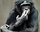 Bonobos, found only in the Congo Basin rainforests of the central Democratic Republic of Congo, are one of several great ape species under threat from bushmeat hunters and habitat loss.