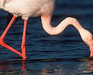 The greater flamingo (<I>Phoenicopterus ruber</I>) is just one of the bird species found in Turkey's Gediz Delta.