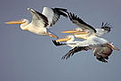  / &copy;: WWF Canon / Anton Vorauer