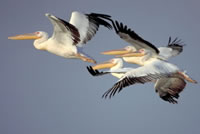 Great white pelicans, Danube Delta, Ukraine. / ©: WWF Canon / Anton Vorauer / ©: WWF Canon / Anton Vorauer