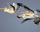 Great white pelicans (<I>Pelecanus onocrotalus</I>), Danube Delta, Ukraine.