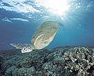 The Green turtle is widely distributed in tropical and subtropical waters, but is under threat everywhere from over-harvesting and from accidental mortality in nets and long-lines of fishing fleets.