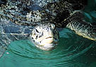 Green turtles are one of several marine turtle species found along the coast of West Africa. / ©: WWF-Canon / Martin Harvey / ©: WWF-Canon / Martin Harvey