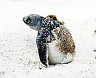 Harvesting turtle eggs in Southeast Asia remain a threat to green turtle populations.