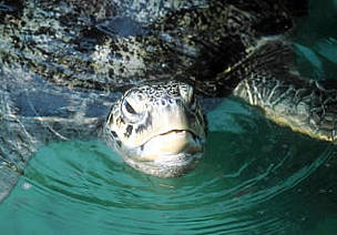 Green turtles have long played a significant, symbolic role in traditional Indonesian Hindu rituals ... / ©: WWF-Canon / Martin Harvey / ©: WWF-Canon / Martin Harvey