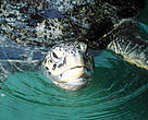 Green turtles have long played a significant, symbolic role in traditional Indonesian Hindu rituals and ceremonies.