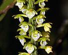 An orchid from the Green Corridor project area.