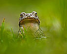 European green toad (<i>Bufo viridis</i>) portrait, in a pond (at 2,711m) Adylsu valley, side valley to Baksan valley and Elbrus, Caucasus, Russia.
