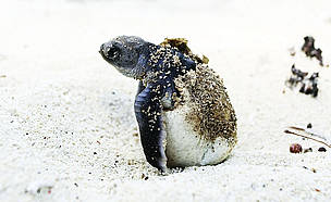  / &copy;: WWF-Canon / Roger Hooper