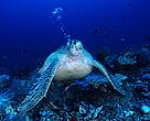 Green turtle swimming