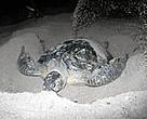Green Turtle (Chelonia mydas) digging nest to lay eggs, Turtle Islands National Park, Malaysia