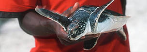 Green Turtle (Chelonia mydas) juvenile caught by fishermen as accidental catch in their fishing ... / &copy;: WWF-Canon / Martin HARVEY