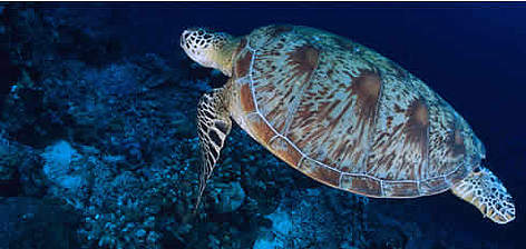 Green turtle (Chelonia mydas), Pacific Ocean. rel=