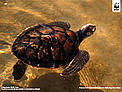  / &copy;: Meg Gawler / WWF-Canon