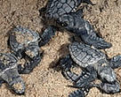 Green Turtle hatchlings heading for an uncertain future in the ocean.