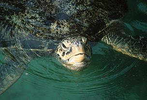 Green sea turtle (Chelonia mydas); Zanzibar, Tanzania. / ©: Martin HARVEY / WWF-Canon Green sea turtle. Zanzibar Island. Tanzania / ©: Martin HARVEY / WWF-Canon