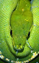 Green tree python (Morelia viridis) - Arboreal rainforest species, Australia. / ©: WWF-Canon / Martin HARVEY / ©: WWF-Canon / Martin HARVEY