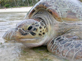 An ecotourism venture based around protected marine turtles nesting in Costa Rica's Tortuguero ... / ©: WWF-Canon / Jason RUBENS / ©: WWF-Canon / Jason RUBENS