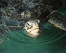 Green turtle (<I>Chelonia mydas</I>). Mozambique's waters will be 5,000 turtles richer every year.