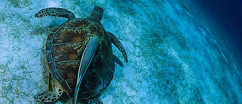 Common green turtle (Chelonia mydas) swimming on ground with remora fish on its back.
Indo Pacific ... / ©: WWF-Canon / Jürgen FREUND rel=