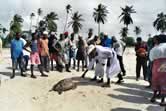 Local people on Utende beach, examine a Green turtle that was accidentally caught in fishing gear ... / ©: WWF-Canon / Peter DENTON Local people on Utende beach, examine a Green turtle that was accidentally caught in fishing gear ... / ©: WWF-Canon / Peter DENTON