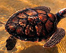Without TEDs, thousands of marine turtles would continue to die each year in shrimp nets in Mozambique.