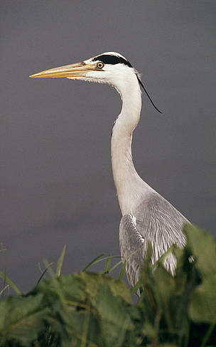 Grey heron
Ardea cinerea
Poland. / ©: WWF-Canon / Fred F. HAZELHOFF / ©: WWF-Canon / Fred F. HAZELHOFF