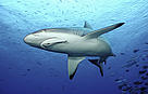  / &copy;: WWF-Canon / Cat HOLLOWAY