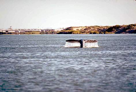 About 130 Western gray whales survive, including only 26 breeding females. / ©: WWF-Canon / Michel Terrettaz Only around 130 Western Gray Whales are left worldwide, including some 20 females able to ... rel=