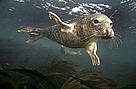 The UK hotspots were chosen for their diverse populations of wildlife, which include grey seals. / ©: Charles Hood / WWF-UK / ©: Charles Hood / WWF-UK
