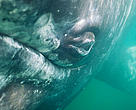 Grey whale, San Ignacio Lagoon Baja
Grey whale underwater eye detail (Eschrichtius robustus) San Ignacio Lagoon Baja

