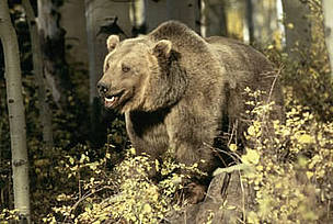 The Great Bear Rainforest is home to rich wildlife that includes wolves, black-tailed deer, moose ... / ©: WWF / KLEIN & HUBERT / ©: WWF / KLEIN & HUBERT