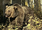  / &copy;: WWF-Canon / Klein & Hubert