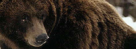 Grizzly bear in the snow. / ©: WWF-Canon / KLEIN & HUBERT rel=