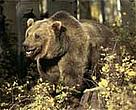 Grizzly bear (<I>Ursus arctos horribilis</I>), a key species in the Mackenzie Valley.<BR>