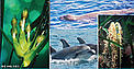 A few remarkable species of the Mediterranean / &copy;: WWF,SAD AFAG, OEC