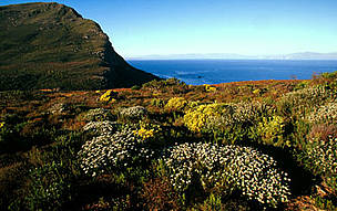 Mountain fynbos endemic vegetation of the Cape floral kingdom Cape Peninsula National Park, Western ... / ©: WWF-Canon / Martin HARVEY Mountain fynbos endemic vegetation of the Cape floral kingdom Cape Peninsula National Park, Western ... / ©: WWF-Canon / Martin HARVEY