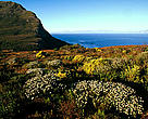 Mountain fynbos endemic vegetation of the Cape floral kingdom Cape Peninsula National Park, Western Cape, Republic of South Africa.