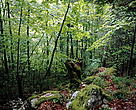Mixed forest in spring. Vercors Regional Natural Park in the French Alps. France.
