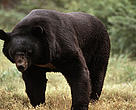 Himalayan or Asiatic black bear (Ursus thibetanus).