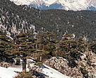 Olympos Bey Mountains National Park, Taurus Mountains, Antalya Province, Turkey. 