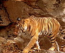 Indian tiger (Panthera tigris tigris), walking on rock cliffs. Bandhavgarh National Park, Madhya Pradesh, India.