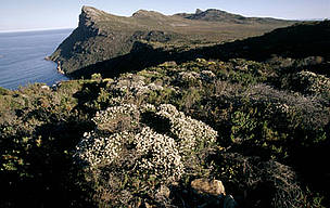 Fynbos vegetation can be found throughout Table Mountain National Park, Western Cape, South Africa. / ©: WWF-Canon / Martin HARVEY Cape Peninsula National Park Table Mountain with endemic "fynbos" vegetation. Typical of ... / ©: WWF-Canon / Martin HARVEY