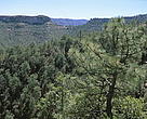 Pine oak forest, Mexico.